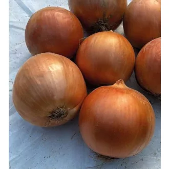   Vöröshagyma Angelika F1 (CRX 2509) Prec. Cora Seeds - 100.000 szem