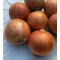 Vöröshagyma Angelika F1 (CRX 2509) Prec. Cora Seeds - 100.000 szem