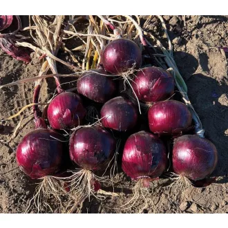   Vöröshagyma Red Jasper F1 Lila (CRX 3746) Cora Seeds - 100.000 szem