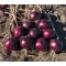 Vöröshagyma Red Jasper F1 Lila (CRX 3746) Cora Seeds - 100.000 szem