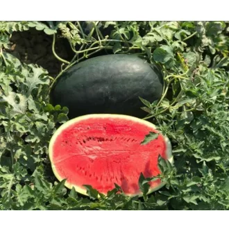   Görögdinnye Black Falcon F1 (CRX 10510) Cora Seeds - 100 szem