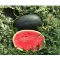Görögdinnye Black Falcon F1 (CRX 10510) Cora Seeds - 100 szem
