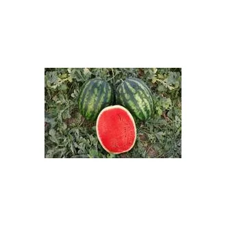   Görögdinnye Merengue F1 (CRX 100465) Cora Seeds - 1000 szem