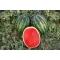 Görögdinnye Merengue F1 (CRX 100465) Cora Seeds - 1000 szem