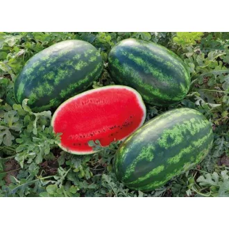 Görögdinnye Bachata F1 (CRX 10900) Cora Seeds - 1000 szem