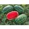 Görögdinnye Bachata F1 (CRX 10900) Cora Seeds - 1000 szem
