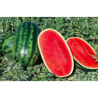 Görögdinnye Carioka F1 (CRX 10906) Cora Seeds - 1000 szem