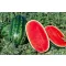 Görögdinnye Carioka F1 (CRX 10906) Cora Seeds - 1000 szem