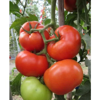Paradicsom Kessie F1 Cora Seeds - 1000 szem