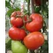 Paradicsom Kessie F1 Cora Seeds - 1000 szem