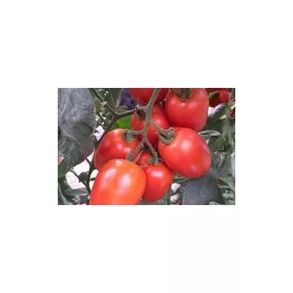 Paradicsom Geriko F1 (CRX 79191) Cora Seeds - 1000 szem