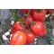 Paradicsom Geriko F1 (CRX 79191) Cora Seeds - 1000 szem