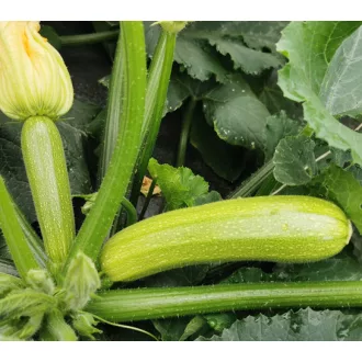Cukkini Sirio F1 Cora Seeds - 250 szem