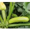 Cukkini Sirio F1 Cora Seeds - 250 szem
