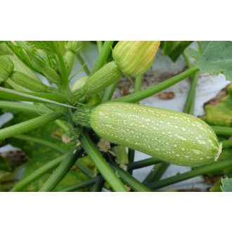 Cukkini Giotto F1 (CRX 90204) Cora Seeds - 250 szem
