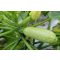 Cukkini Giotto F1 (CRX 90204) Cora Seeds - 250 szem