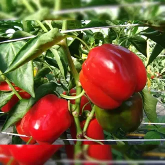 Paprika Priscila F1 Alfal. - 1000 szem