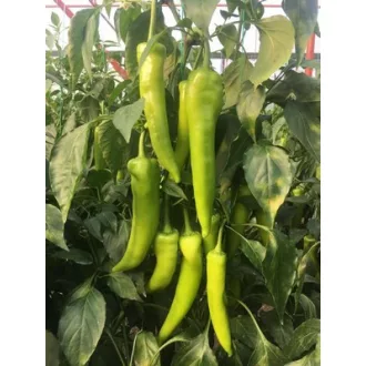 Paprika Iva GS F1 Orosco - 500 szem