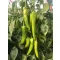 Paprika Iva GS F1 Orosco - 500 szem