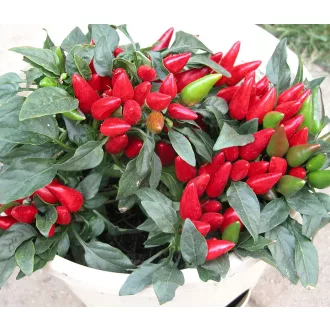 Paprika Yvona Chili ZFW - 1000 Szem