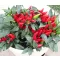 Paprika Yvona Chili ZFW - 1000 Szem