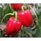 Paprika Batory F1 Duna - 1000 szem