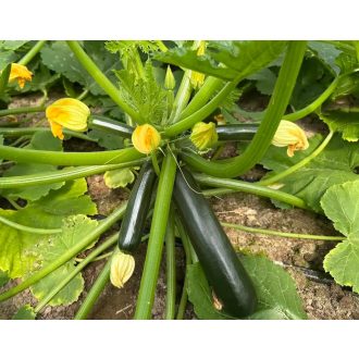 Cukkini Vitalic (N156) F1 Gautier Semences - 100 szem