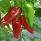 Paprika Red Queen F1 (ZKI 09422 F1) ZKI - 500 Szem