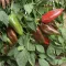 Paprika Scarleta F1 (ZKI 09136-011 F1) ZKI - 1000 szem