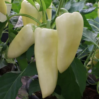 Paprika Tristar F1 (09135-531 F1) ZKI - 100 szem