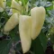 Paprika Tristar F1 (09135-531 F1) ZKI - 100 szem