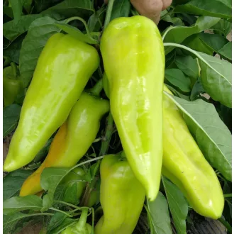 Paprika Zeline F1 Orosco - 500 szem
