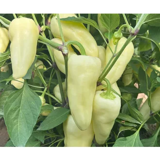 Paprika Fenyér F1 Duna - 250 szem