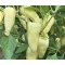 Paprika Fenyér F1 Duna - 250 szem