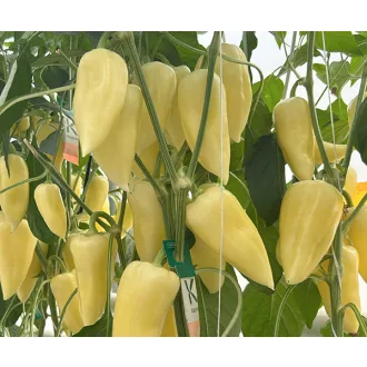 Paprika Ipoly F1 Duna - 250 Szem