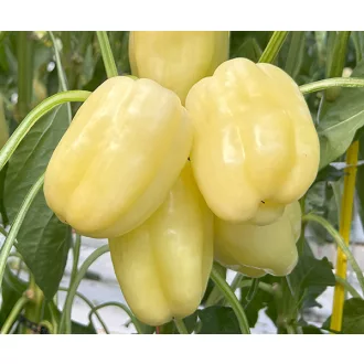 Paprika Bernitarez F1 Duna - 250 szem