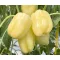 Paprika Bernitarez F1 Duna - 250 szem