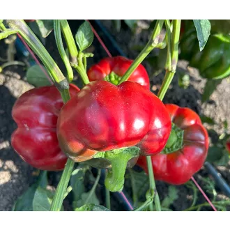 Paprika Josephus F1 Duna - 250 szem