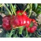 Paprika Josephus F1 Duna - 250 szem