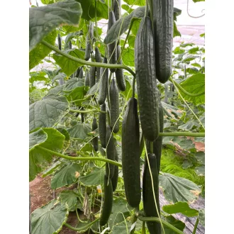 Uborka Zimman f1 Hazera Genetics - 100 szem