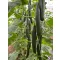 Uborka Zimman f1 Hazera Genetics - 100 szem