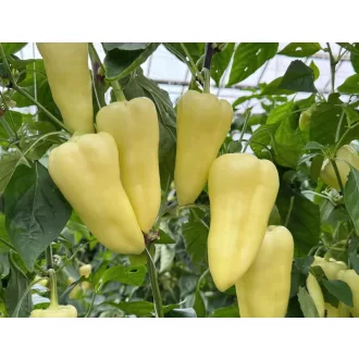Paprika Endrusz F1 Orosco - 500 szem