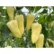 Paprika Endrusz F1 Orosco - 500 szem