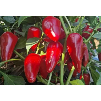 Paprika Minirex F1 Orosco - 500 szem
