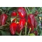 Paprika Minirex F1 Orosco - 500 szem