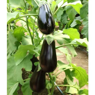 Tojásgyümölcs SF 7797 F1 Orosco - 250 szem