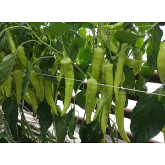 Paprika Kontra F1 Capsico - 100 szem