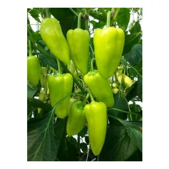 Paprika Posonium F1 Duna - 1000 szem