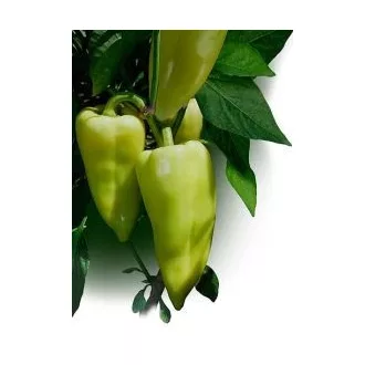 Paprika Garam F1 Duna - 250 szem