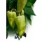 Paprika Garam F1 Duna - 250 szem